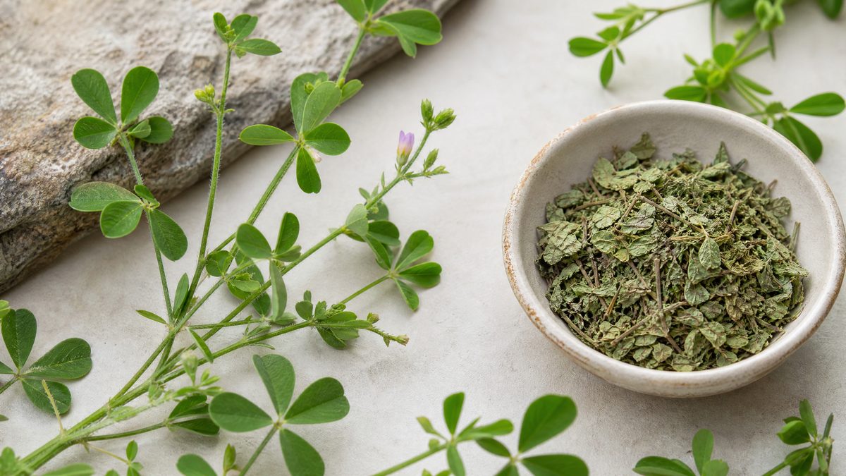 Desmodium adscendens mit kleinen dreiteiligen Blättern in tropischer Umgebung