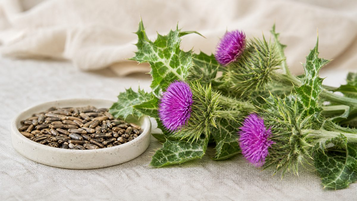 Blühende Mariendistel mit purpurner Blüte und weiss geäderten Blättern